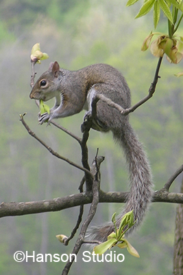 Squirrel #2